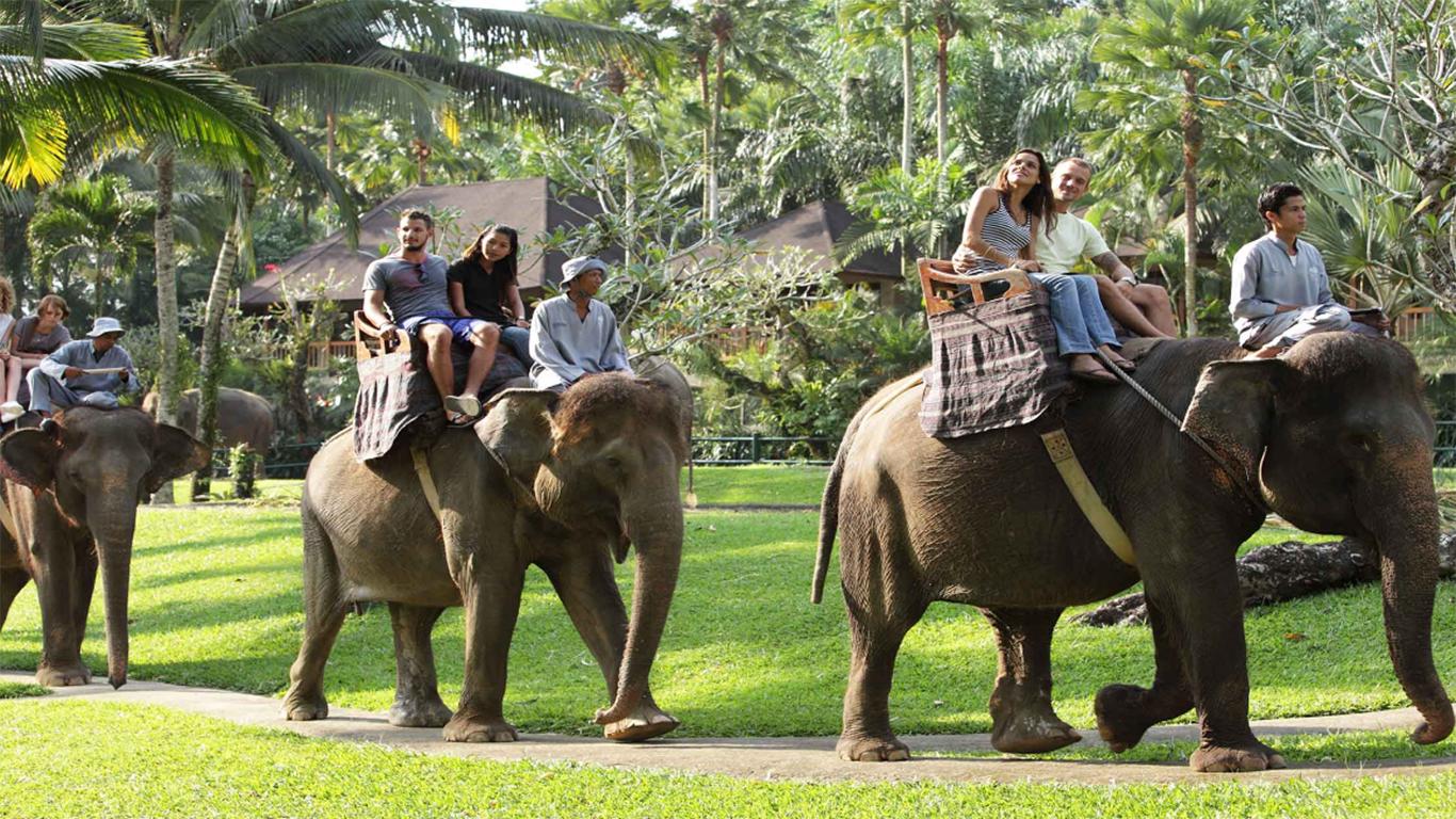 √ Elephant Safari Park Bali Aktivitas & Tiket Masuk 2024